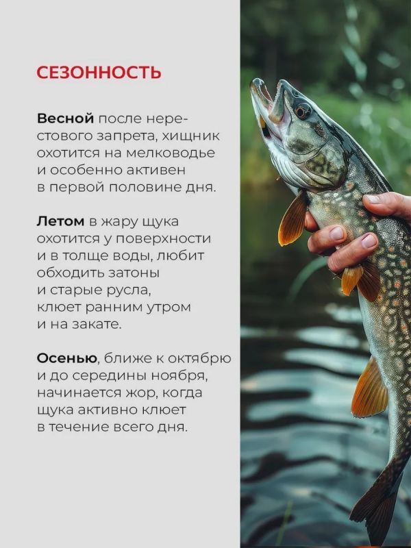 Жерлицы летние оснащённые на щуку кружки 5 шт