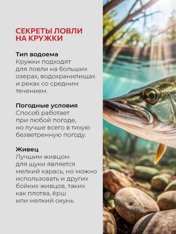 Жерлицы летние оснащённые на щуку кружки 5 шт