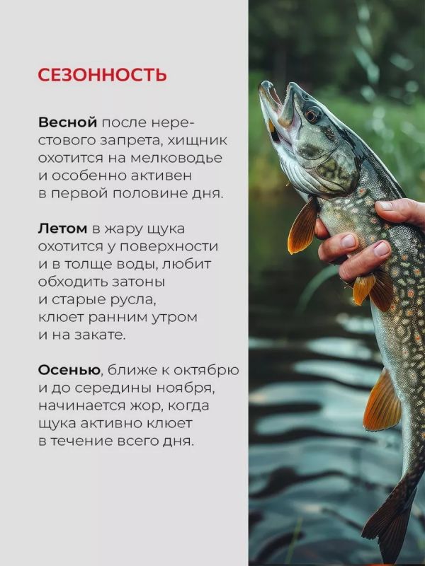 Жерлицы летние оснащённые на щуку кружки 5 шт