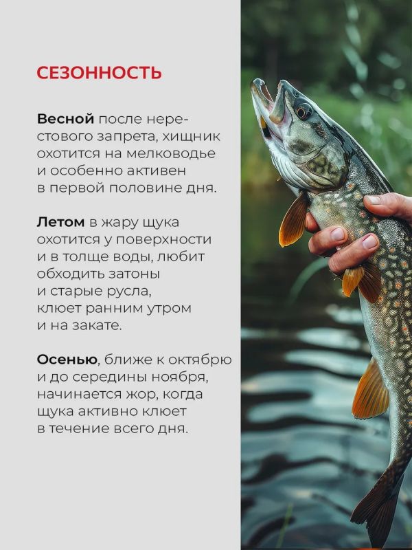 Жерлицы летние оснащённые на щуку кружки 5 шт