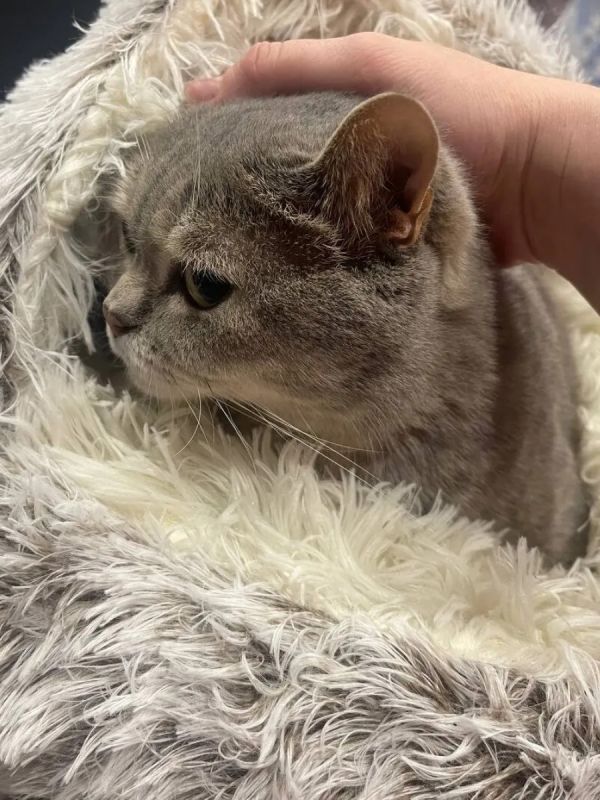 Лежанка для собак мелких пород и кошек
