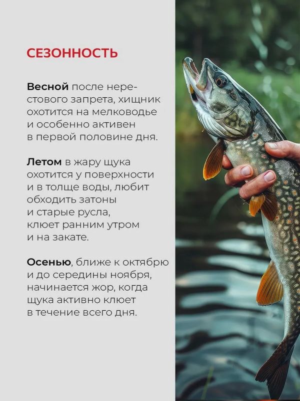 Жерлицы летние неоснащённые на щуку кружки 10 шт